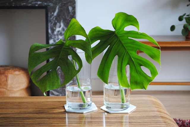 monstera bladeren