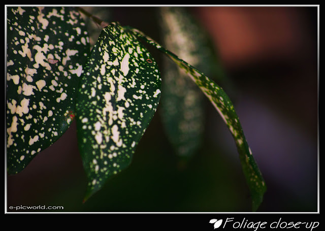 Foliage close up picture