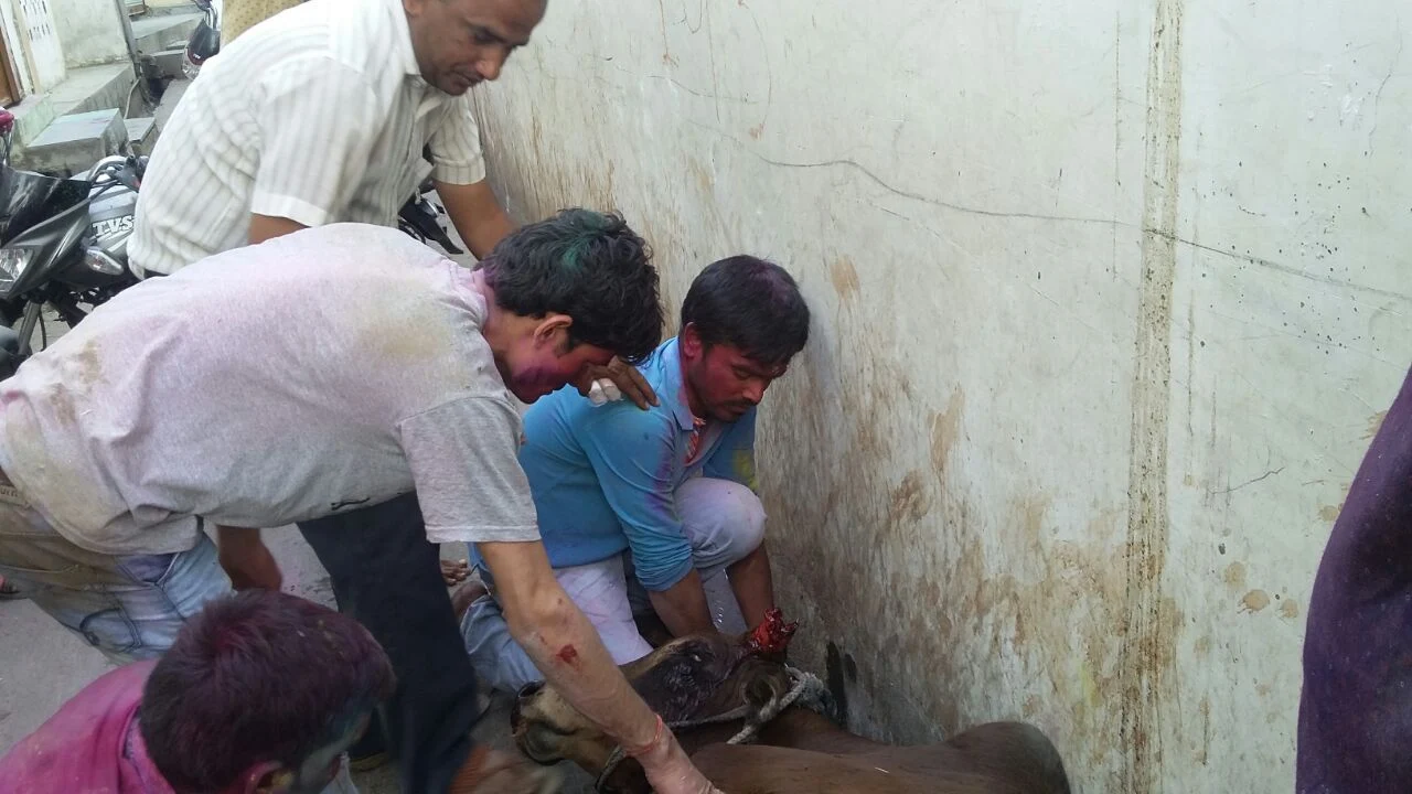 Uncontrolled-bike-collided-with-cow-jhabua-rajwada-अनियंत्रित बाइक ने गाय को मारी टक्कर, घंटो तक कराहती रही घटना स्थल पर 