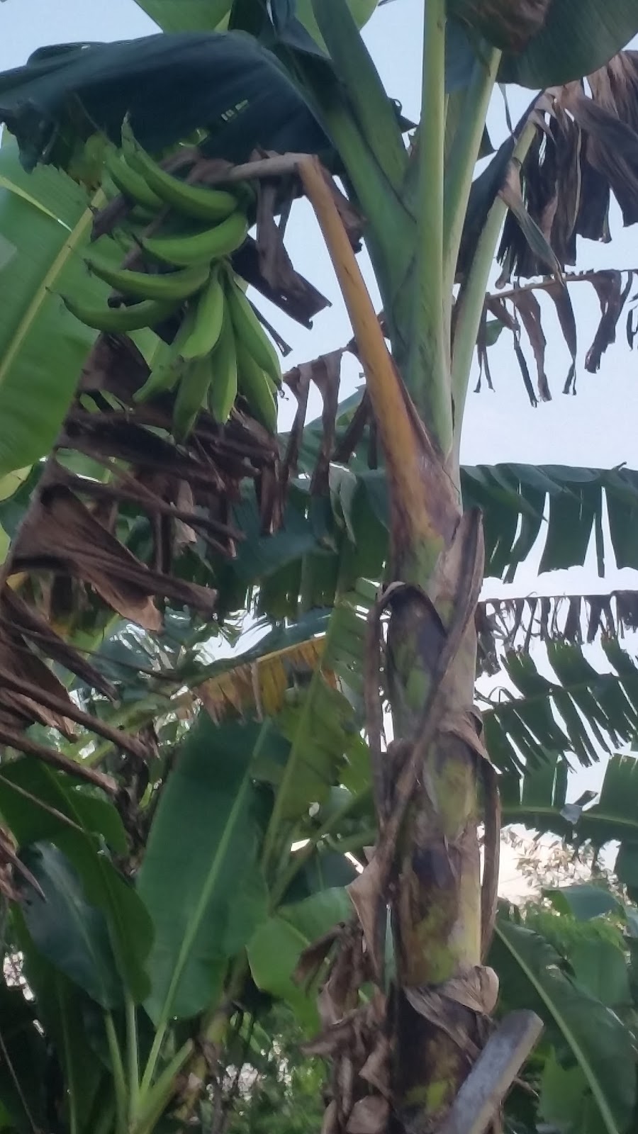 Warisan Petani Tanaman  Pisang  3 Pokok Pisang  Tanduk  