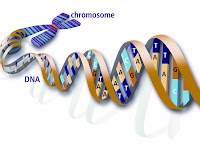 Qual O Açúcar Que Faz Parte Da Estrutura Do Nucleotídeo Do Dna