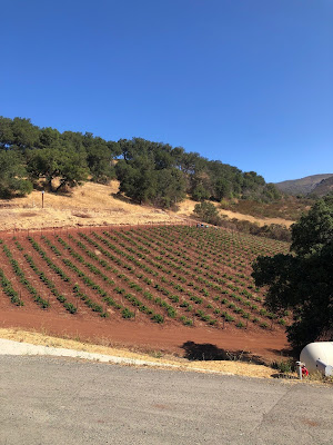 Old Zinfandel vines at Repris Wines