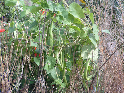 Runner bean pods hanging from a vine