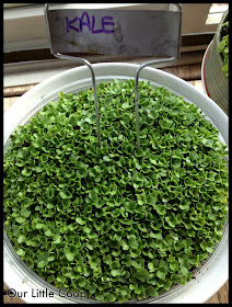 gardening microgreen garden plants kale