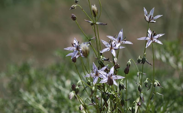 Marsh Felwort Flowers