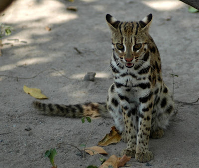 Asian Leopard Cat_associazione_mammagatta