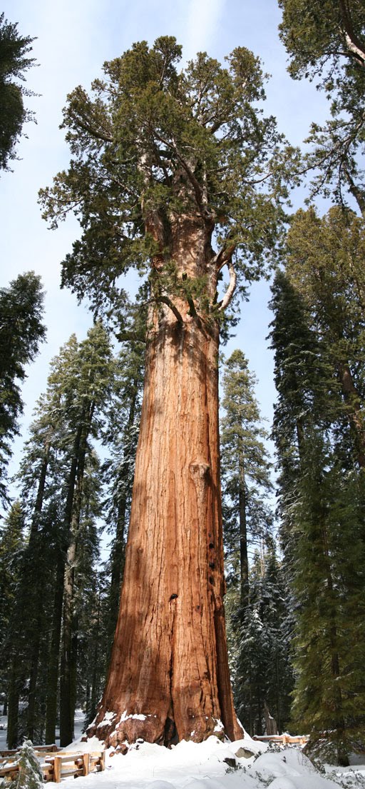 The Largest  Tree  General Sherman