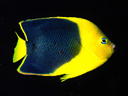 Beauty Angel fish. Beauty Angel fish. Posted 30th August 2012 by tanjeer .