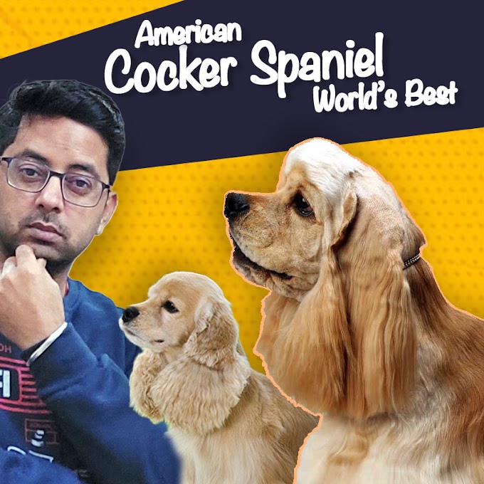 World's best American Cocker Spaniel | Cocker Spaniels in India