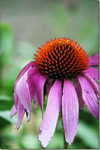 Coneflower