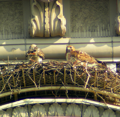 Pale Male and Lola standing on the 927 nest 2007