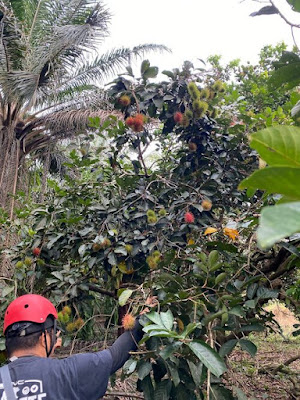 Pengalaman Masuk Kebun Durian Naik ATV bersama Marang ATV Eco Tour Terengganu