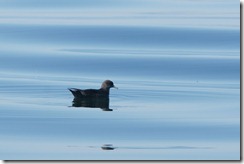 Sooty Shearwater