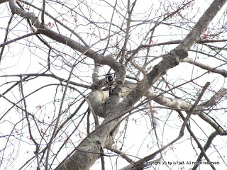 Downy Woodpeckers