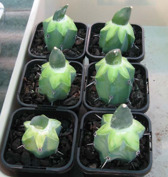 4 Jenis Kaktus  yang Bisa Digunakan untuk Rootstock Four 