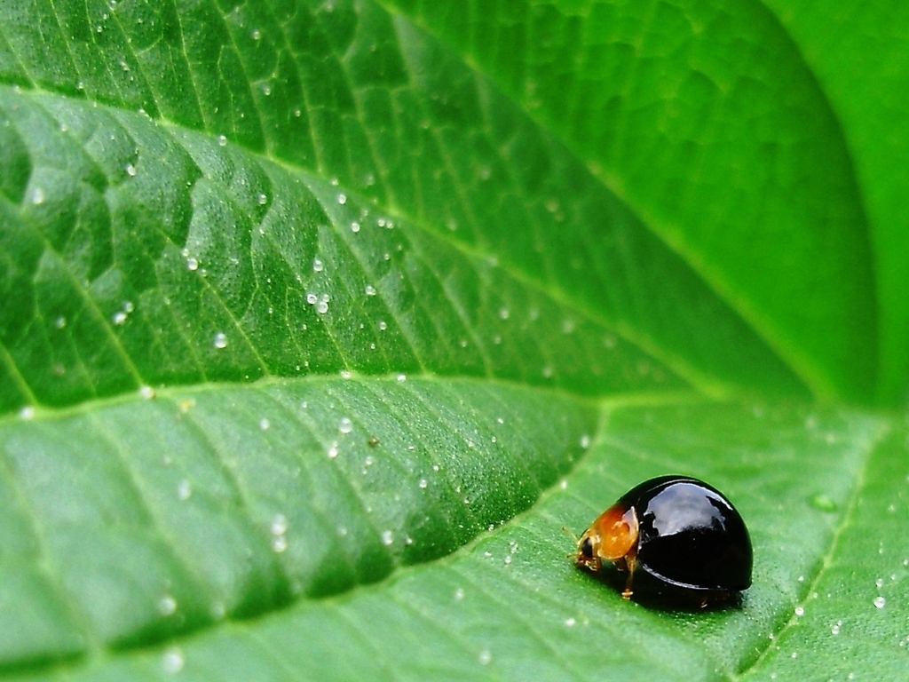 Lady Bug Wallpaper