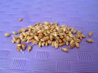 Как легко проращивать пшеницу и другие злаки - лайфхак