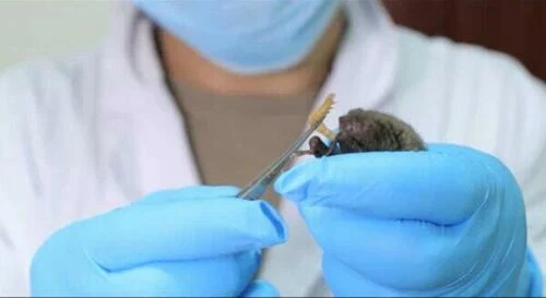 A researcher at the Wuhan Institute of Virology in Wuhan in China’s central Hubei Province feeds a bat with a worm in a 2017 video.