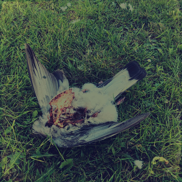 Dode duif