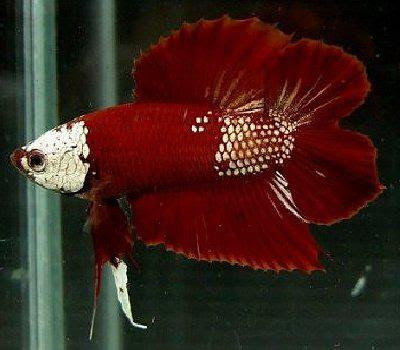 Plakat Double Tail Red Dragon