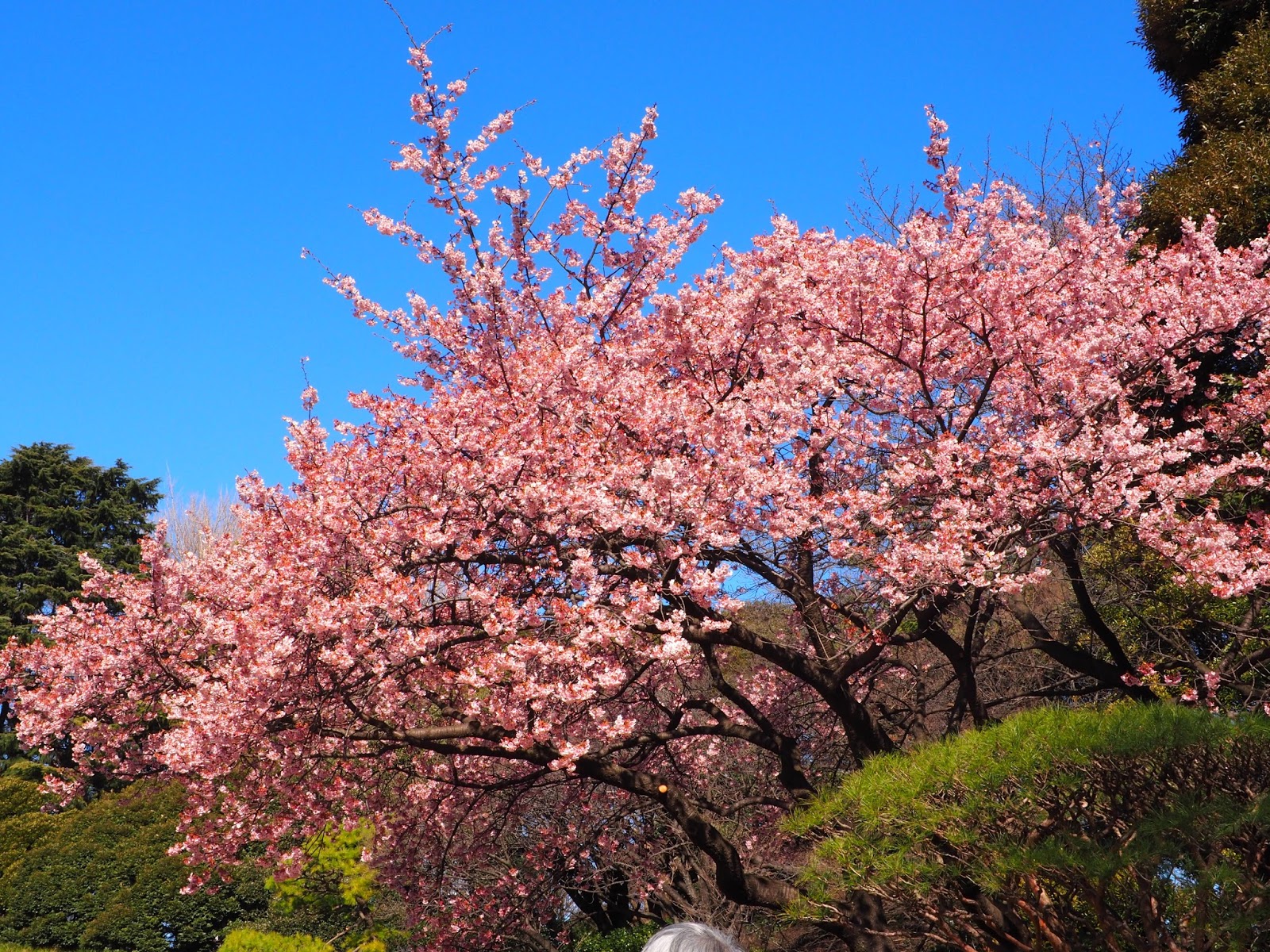 tokyo japan cherry blossoms