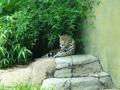 Mother's Day at the Birmingham, Alabama zoo. Jaguar