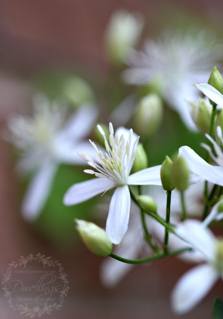 Sweet Autumn Clematis