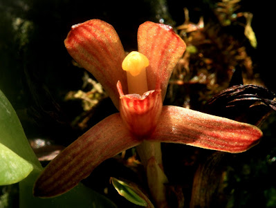 Maxillaria cobanensis - Coban Maxillaria care