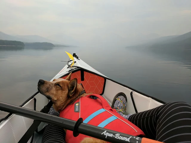A Comprehensive Guide to Kayaking for Beginners with Your Dog.