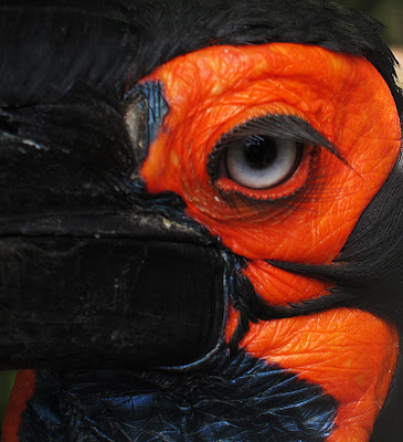 Birds eye. Photograph by Tim Irving