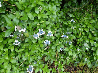 Hydrangea macrophylla - Hortensia à grandes feuilles - Hydrangée