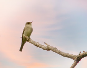 Eastern Pewee