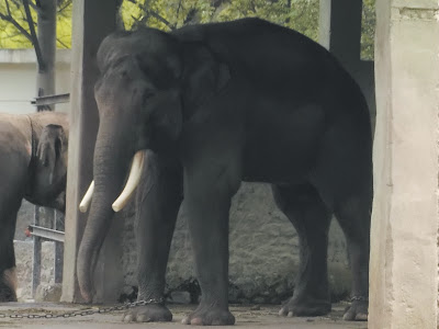 foto gajah di kebun binatang gembiraloka 03