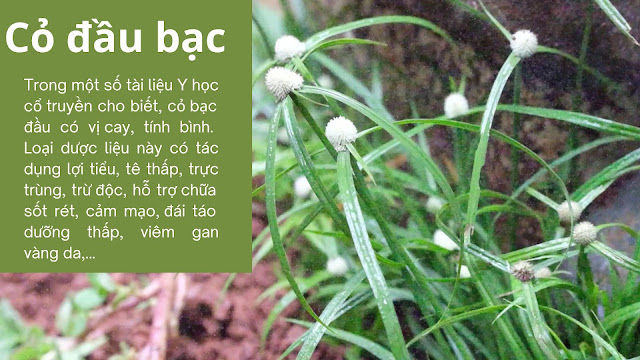 Cỏ đầu bạc