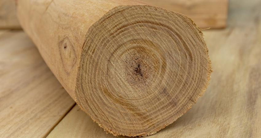 kelebihan dan kekurangan kayu akasia