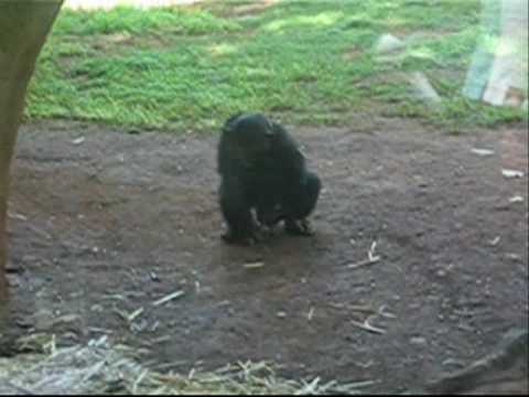 Kocak Video Monyet Memperkosa Kodok  Informasi Gila