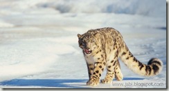 Leopard_ROW1758115688