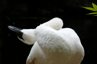 Trumpeter Swan, Denver Zoo, August 2007 by Joe Beine