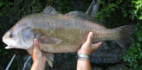 Fish Index: Freshwater Drum (Aplodinotus grunniens)