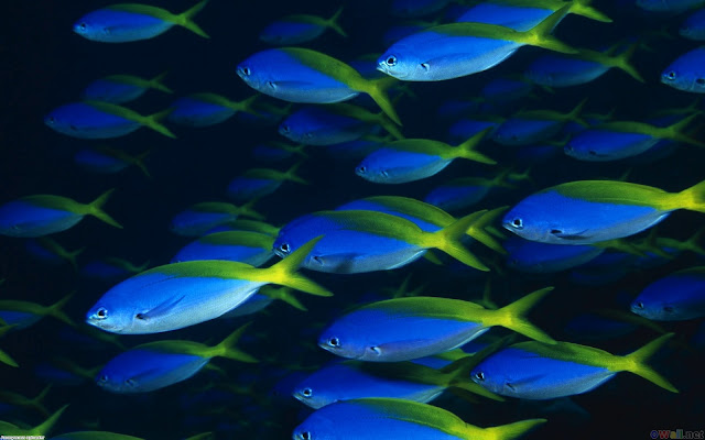 Blue sea fishes