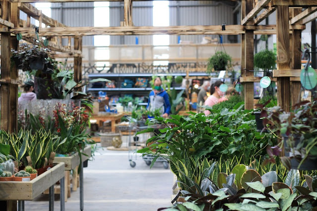 Selection of houseplants at Eco Garden Shop