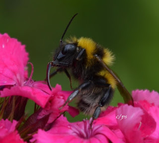 Hummel auf Futtersuche, bumblebee search for food. 