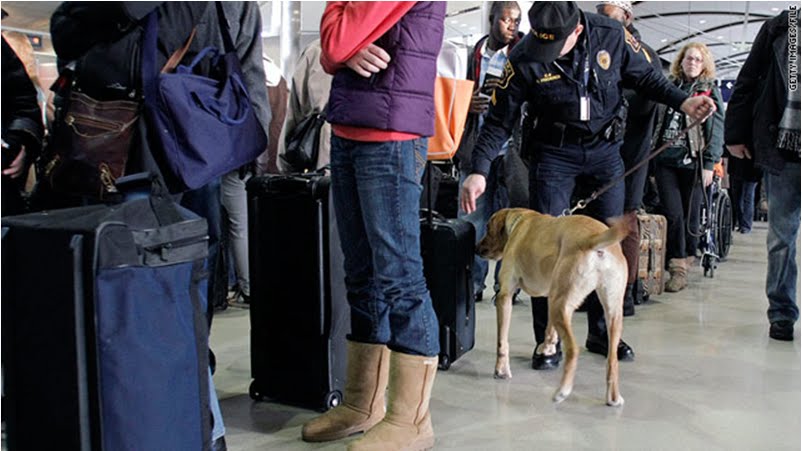 Spencer a bombsniffing dog checks a suitcase at the airport
