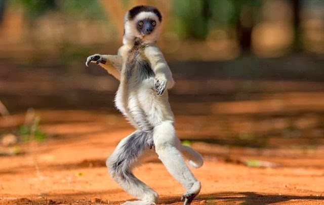 Funny Animals With Dancing Images And Wallpapers 2014