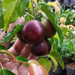 Jual Bibit Plum Manila Yang Baik