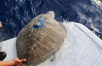 Exploradoras: Tortugas parten de Xcaret con dispositivos satelitales para enviar información al Parque