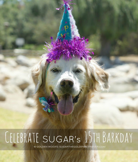 Sugar the Golden Retriever in party hat