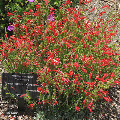 pineleaf penstemon