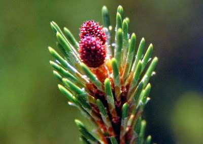 green plant with purple flower