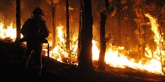 Incendio bosque de pino canario (foto Sal Santos)